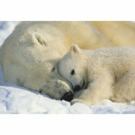 Фототапет Polar Bears, 1 част, 184х127 см