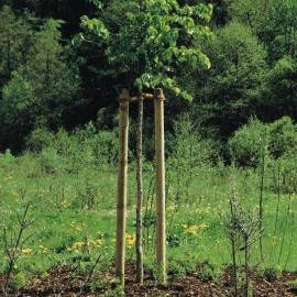 Дървен кол за градина  6 x 200 см