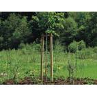 Дървен кол за градина  6 x 200 см