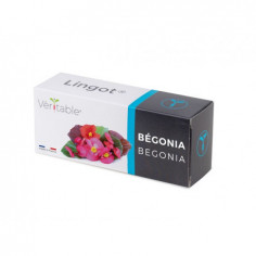 Lingot® Begonia - Ядлива Бегония