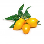 Жълти Мини Домати - VERITABLE Lingot® Yellow Mini-Tomato